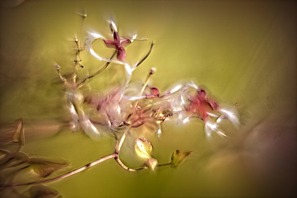 Series of images taken by Steve Cushing on Carl Zeiss Jena R-Biotar 50 f0.7 and mirrorless camera using old lens and homemade adapter. 