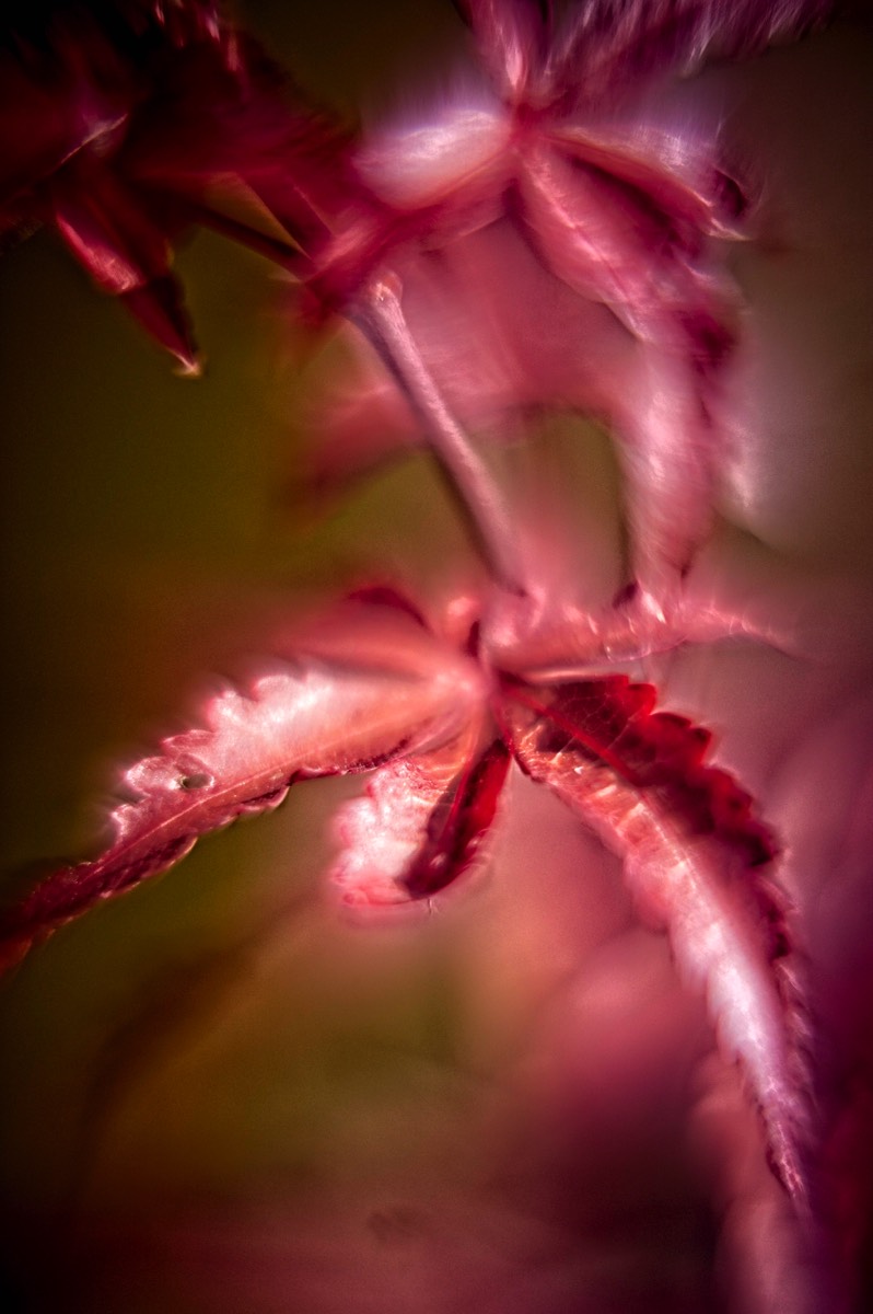 Series of images taken by Steve Cushing on Carl Zeiss Jena R-Biotar 50 f0.7 and mirrorless camera using old lens and homemade adapter. 