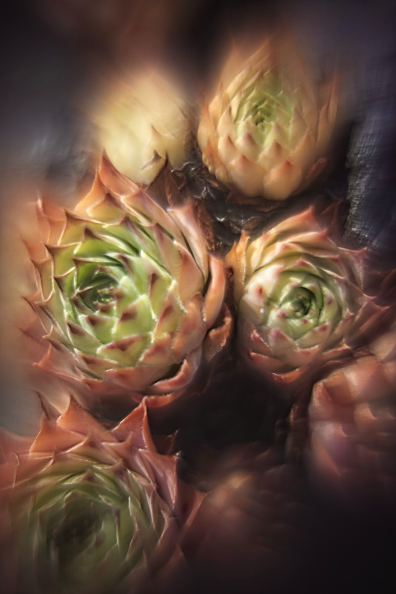 Series of images taken by Steve Cushing on Carl Zeiss Jena R-Biotar 50 f0.7 and mirrorless camera using old lens and homemade adapter. 