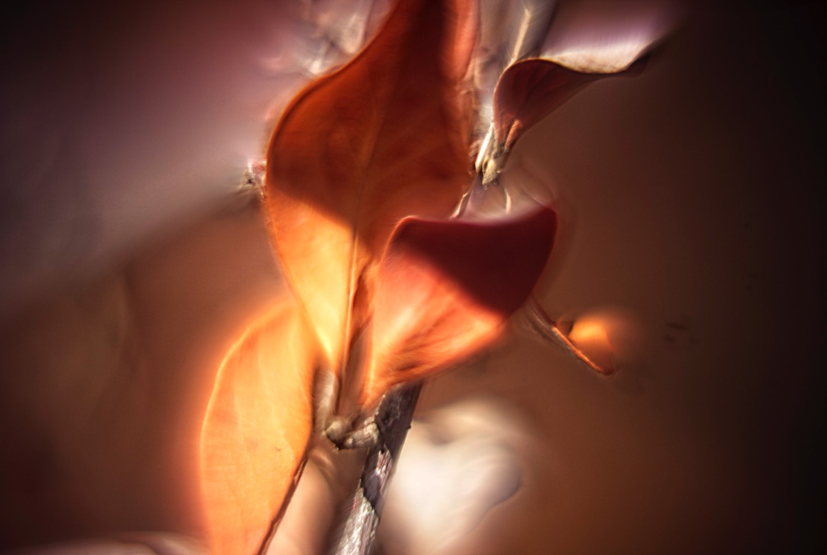 Series of images taken by Steve Cushing on Carl Zeiss Jena R-Biotar 50 f0.7 and mirrorless camera using old lens and homemade adapter. 