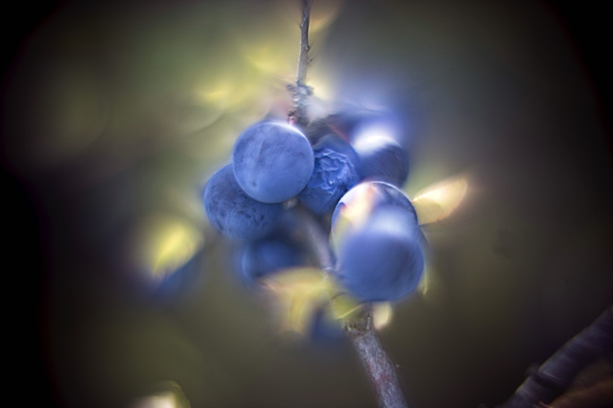 Series of images taken by Steve Cushing on Carl Zeiss Jena R-Biotar 50 f0.7 and mirrorless camera using old lens and homemade adapter. 