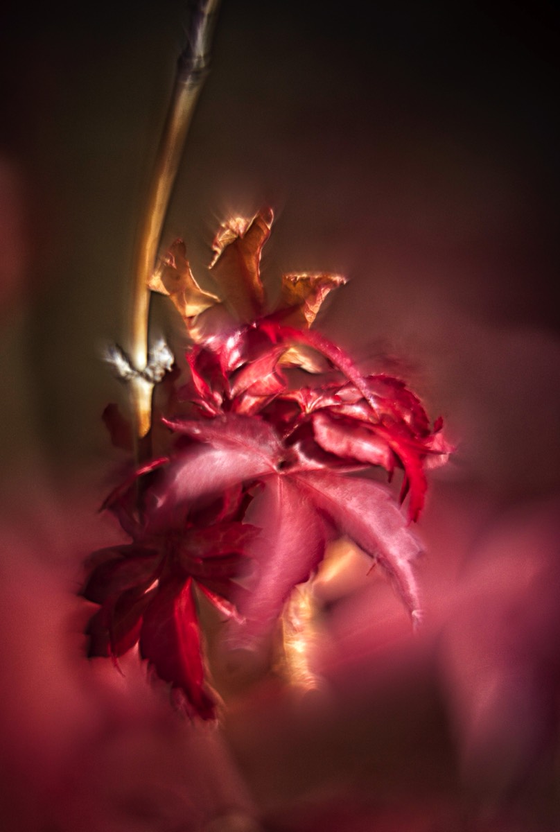 Series of images taken by Steve Cushing on Carl Zeiss Jena R-Biotar 50 f0.7 and mirrorless camera using old lens and homemade adapter. 