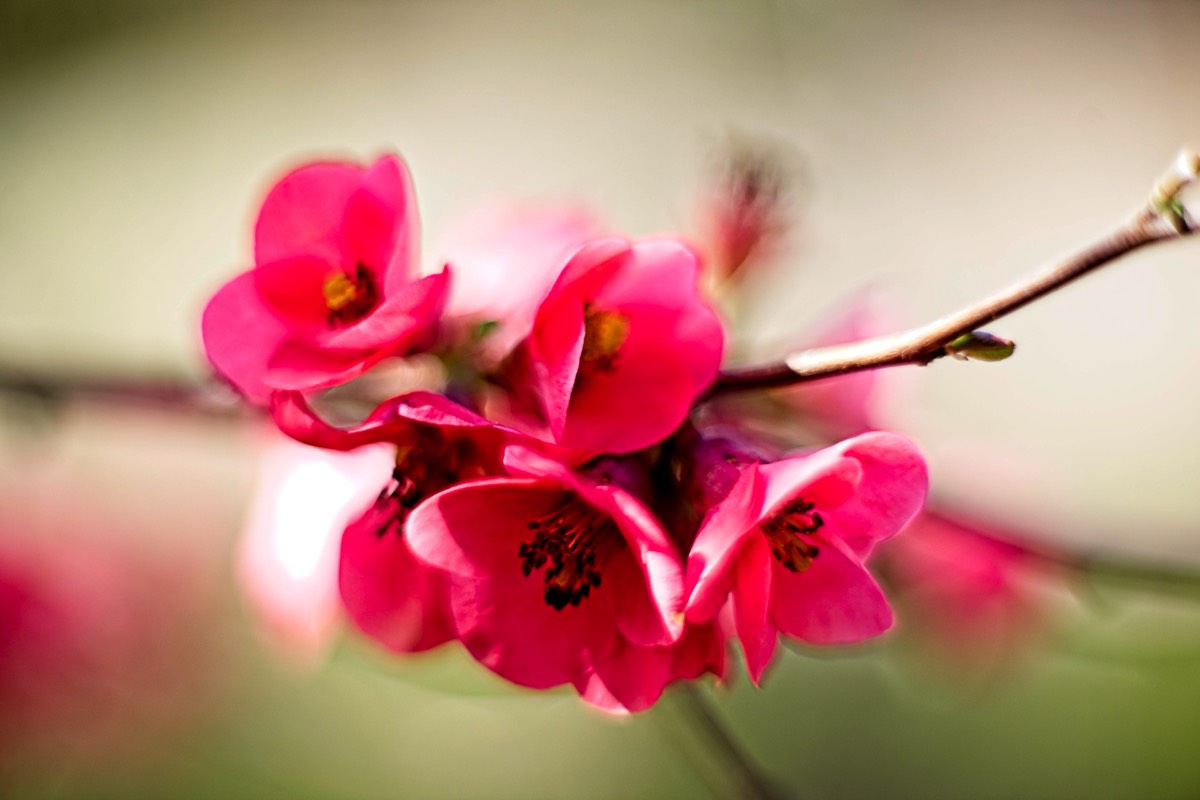 Series of images taken by Steve Cushing on Carl Zeiss Jena Biotar 75 mm f1.5 and mirrorless camera using old lens and homemade adapter. 