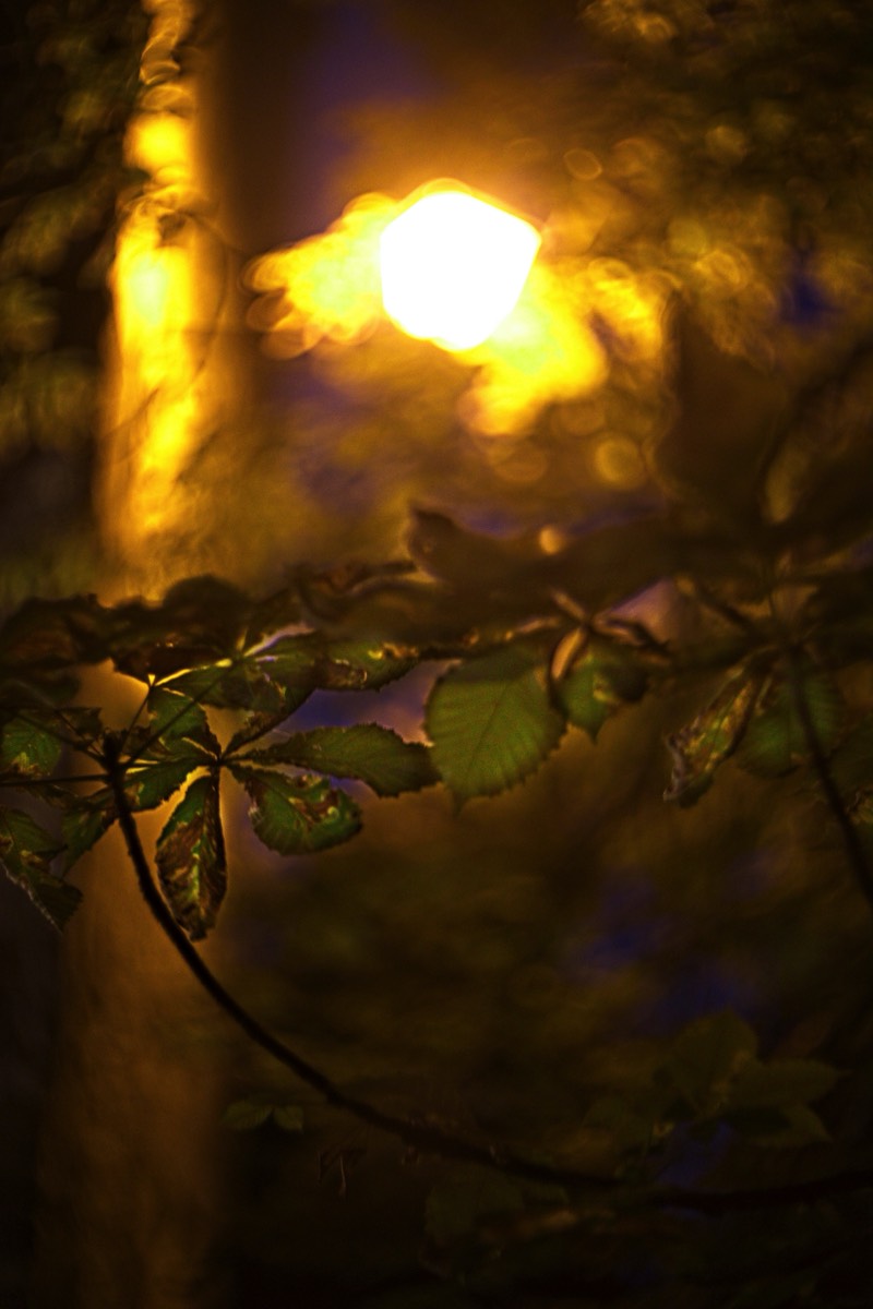 Series of images taken by Steve Cushing on Carl Zeiss Jena Biotar 75 mm f1.5 and mirrorless camera using old lens and homemade adapter. 