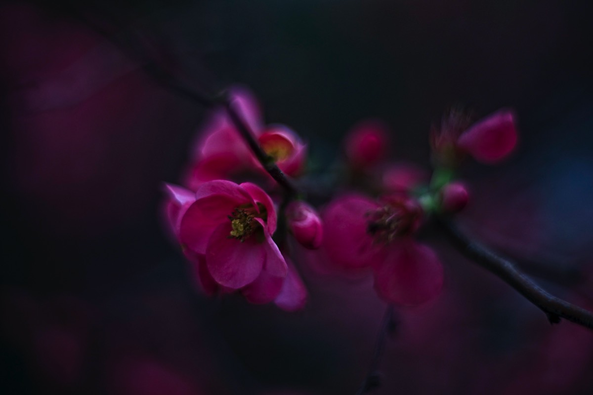 Series of images taken by Steve Cushing on Carl Zeiss Jena Biotar 75 mm f1.5 and mirrorless camera using old lens and homemade adapter. 