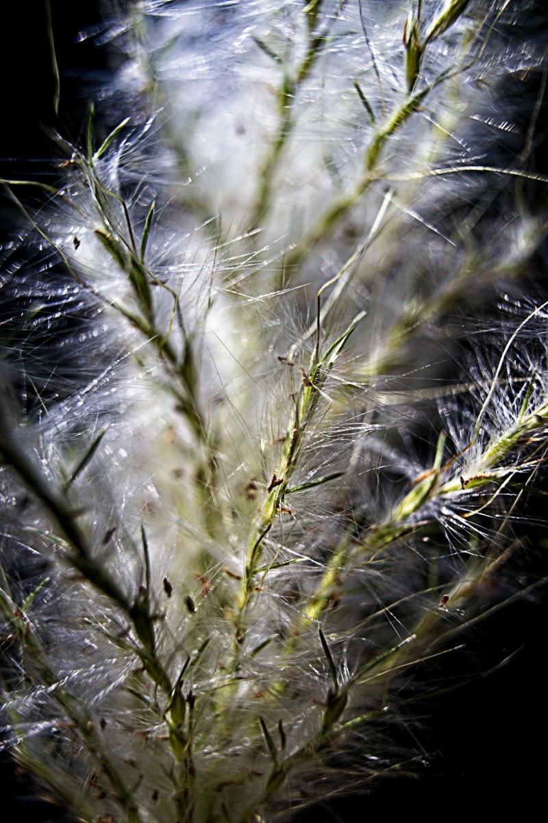 Series of images taken by Steve Cushing on Carl Zeiss Jena Biotar 75 mm f1.5 and mirrorless camera using old lens and homemade adapter. 