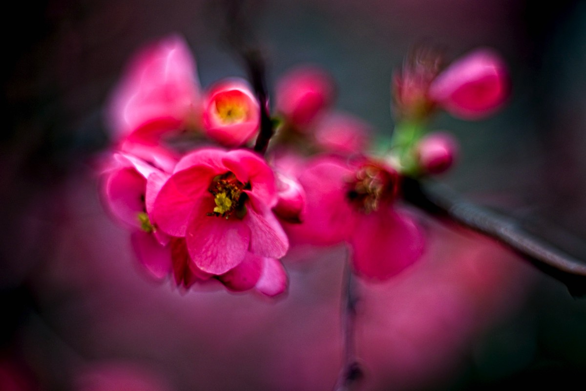 Series of images taken by Steve Cushing on Carl Zeiss Jena Biotar 75 mm f1.5 and mirrorless camera using old lens and homemade adapter. 