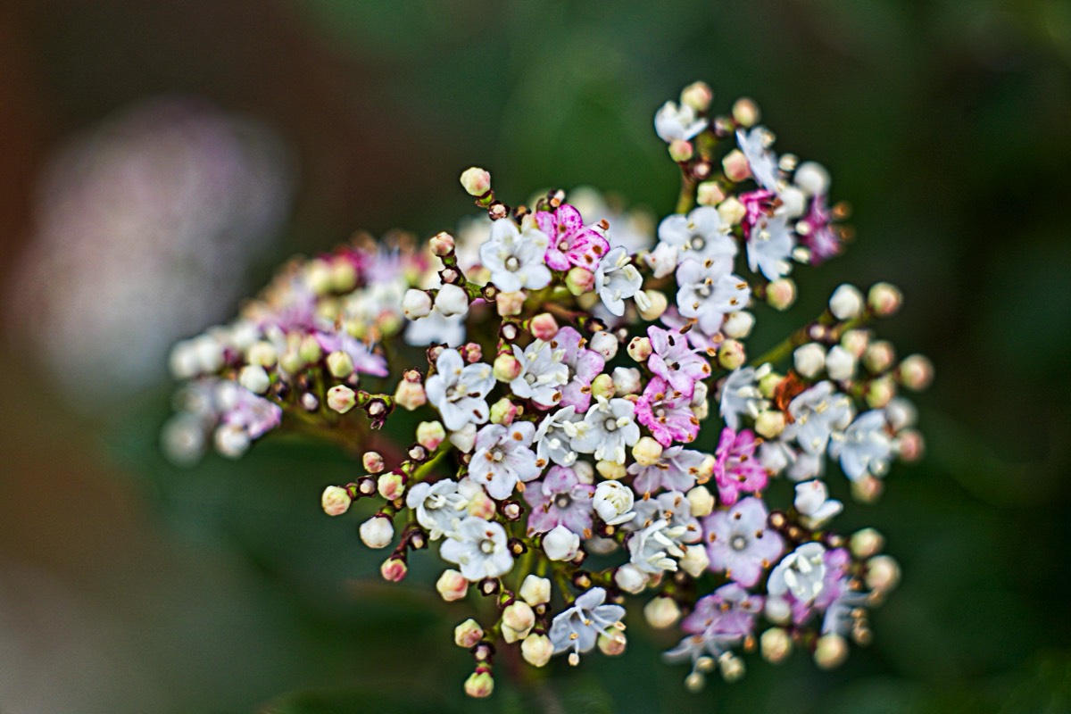 Series of images taken by Steve Cushing on Carl Zeiss Jena Biotar 75 mm f1.5 and mirrorless camera using old lens and homemade adapter. 