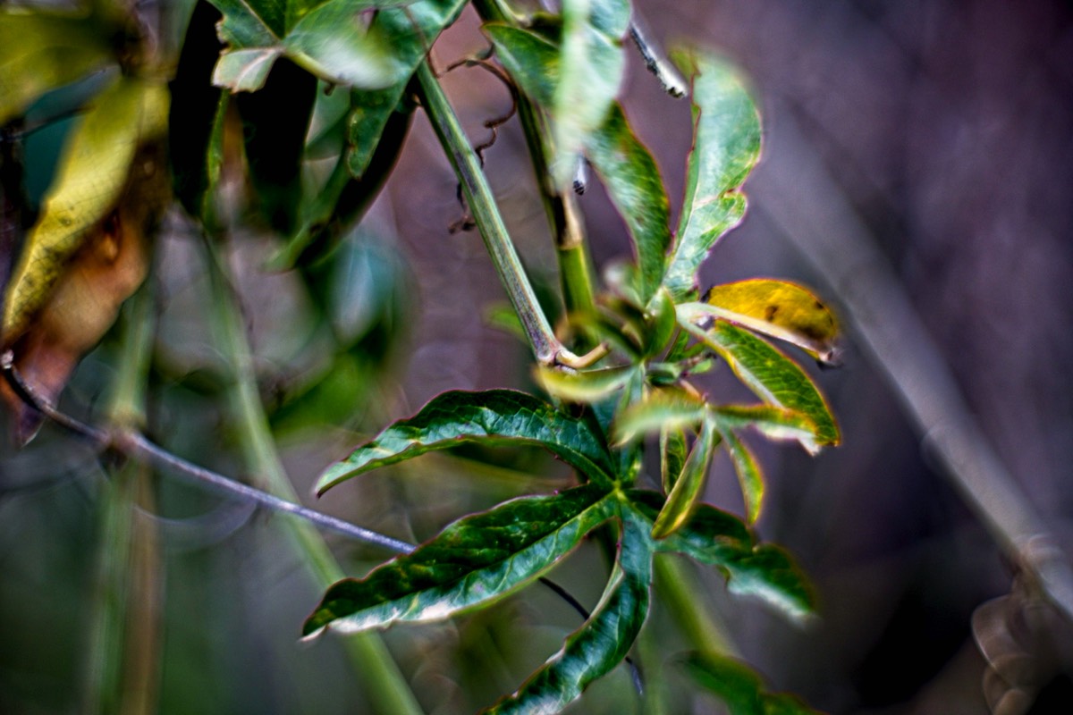 Series of images taken by Steve Cushing on Carl Zeiss Jena Biotar 75 mm f1.5 and mirrorless camera using old lens and homemade adapter. 