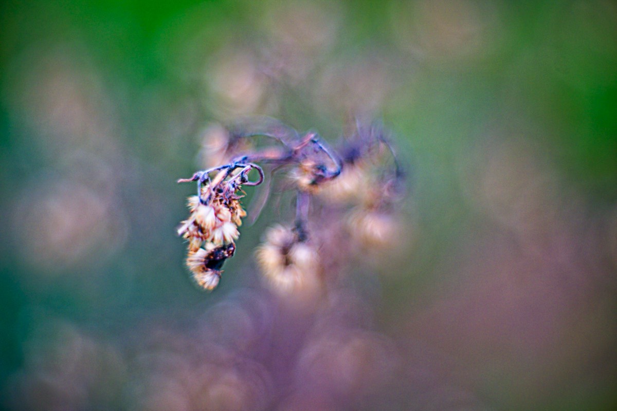 Series of images taken by Steve Cushing on Carl Zeiss Jena Biotar 75 mm f1.5 and mirrorless camera using old lens and homemade adapter. 