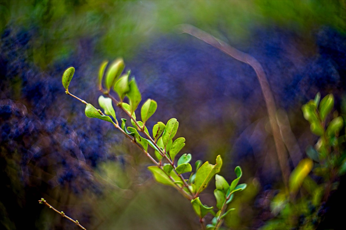 Series of images taken by Steve Cushing on Carl Zeiss Jena Biotar 75 mm f1.5 and mirrorless camera using old lens and homemade adapter. 