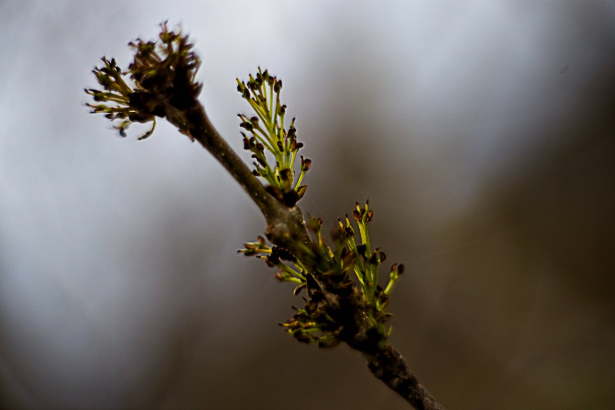Series of images taken by Steve Cushing on Carl Zeiss Jena Biotar 75 mm f1.5 and mirrorless camera using old lens and homemade adapter. 