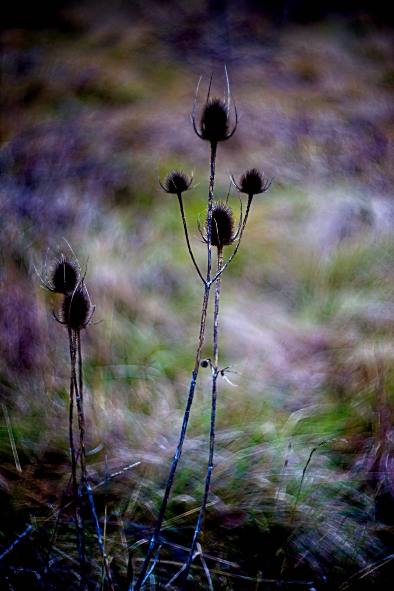 Series of images taken by Steve Cushing on Carl Zeiss Jena Biotar 75 mm f1.5 and mirrorless camera using old lens and homemade adapter. 