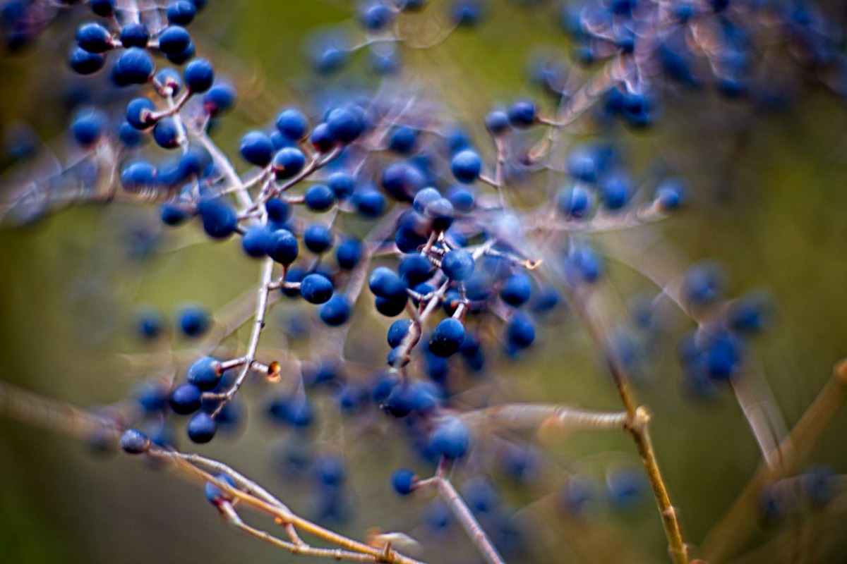 Series of images taken by Steve Cushing on Carl Zeiss Jena Biotar 75 mm f1.5 and mirrorless camera using old lens and homemade adapter. 
