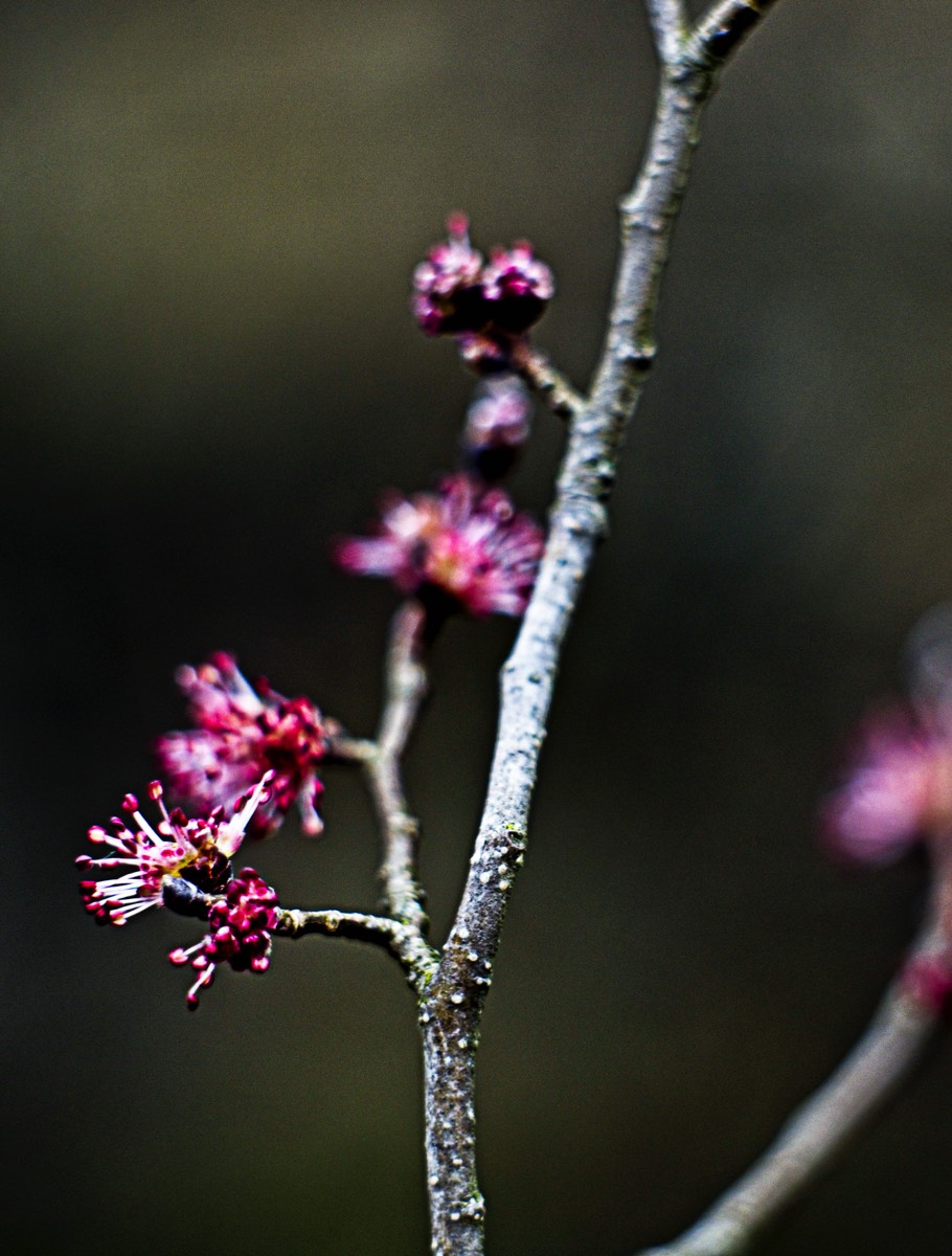 Series of images taken by Steve Cushing on Carl Zeiss Jena Biotar 75 mm f1.5 and mirrorless camera using old lens and homemade adapter. 