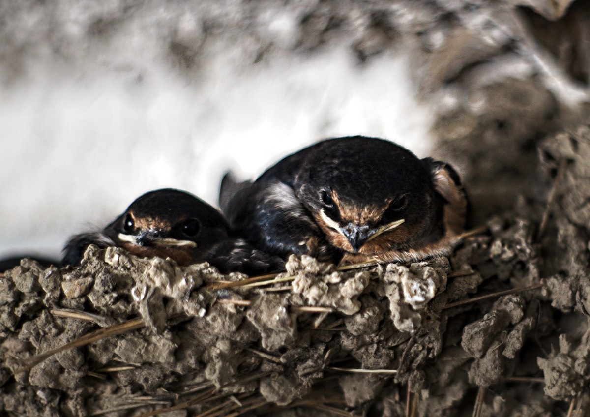 Series of images taken by Steve Cushing on Carl Zeiss Jena Biotar 75 mm f1.5 and mirrorless camera using old lens and homemade adapter. 