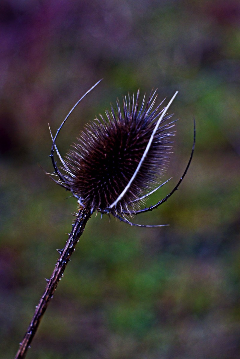Series of images taken by Steve Cushing on Carl Zeiss Jena Biotar 75 mm f1.5 and mirrorless camera using old lens and homemade adapter. 