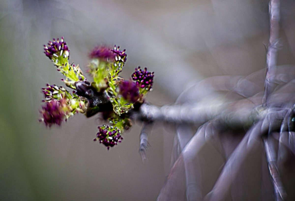 Series of images taken by Steve Cushing on Carl Zeiss Jena Biotar 75 mm f1.5 and mirrorless camera using old lens and homemade adapter. 