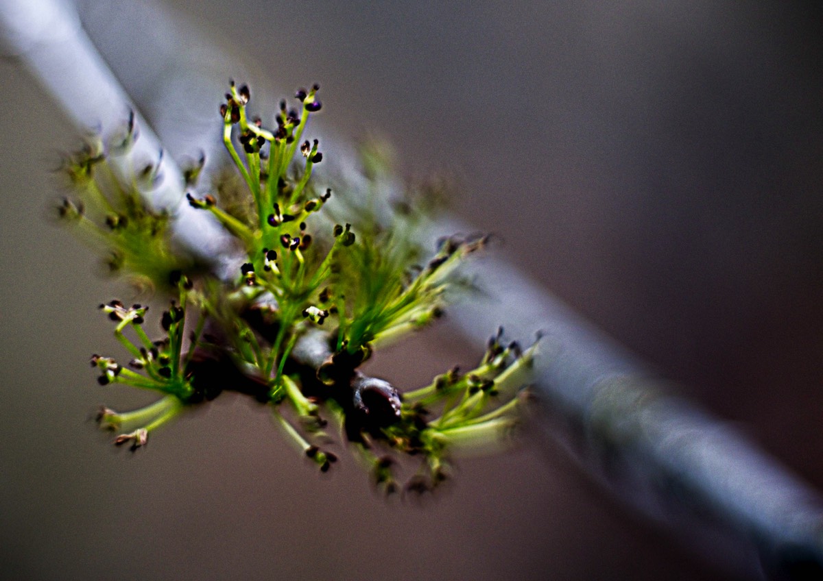 Series of images taken by Steve Cushing on Carl Zeiss Jena Biotar 75 mm f1.5 and mirrorless camera using old lens and homemade adapter. 