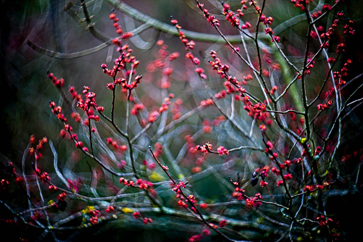 Series of images taken by Steve Cushing on Carl Zeiss Jena Biotar 75 mm f1.5 and mirrorless camera using old lens and homemade adapter. 
