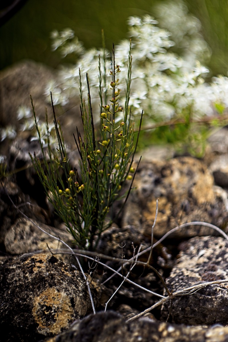 Series of images taken by Steve Cushing on Carl Zeiss Jena Biotar 75 mm f1.5 and mirrorless camera using old lens and homemade adapter. 