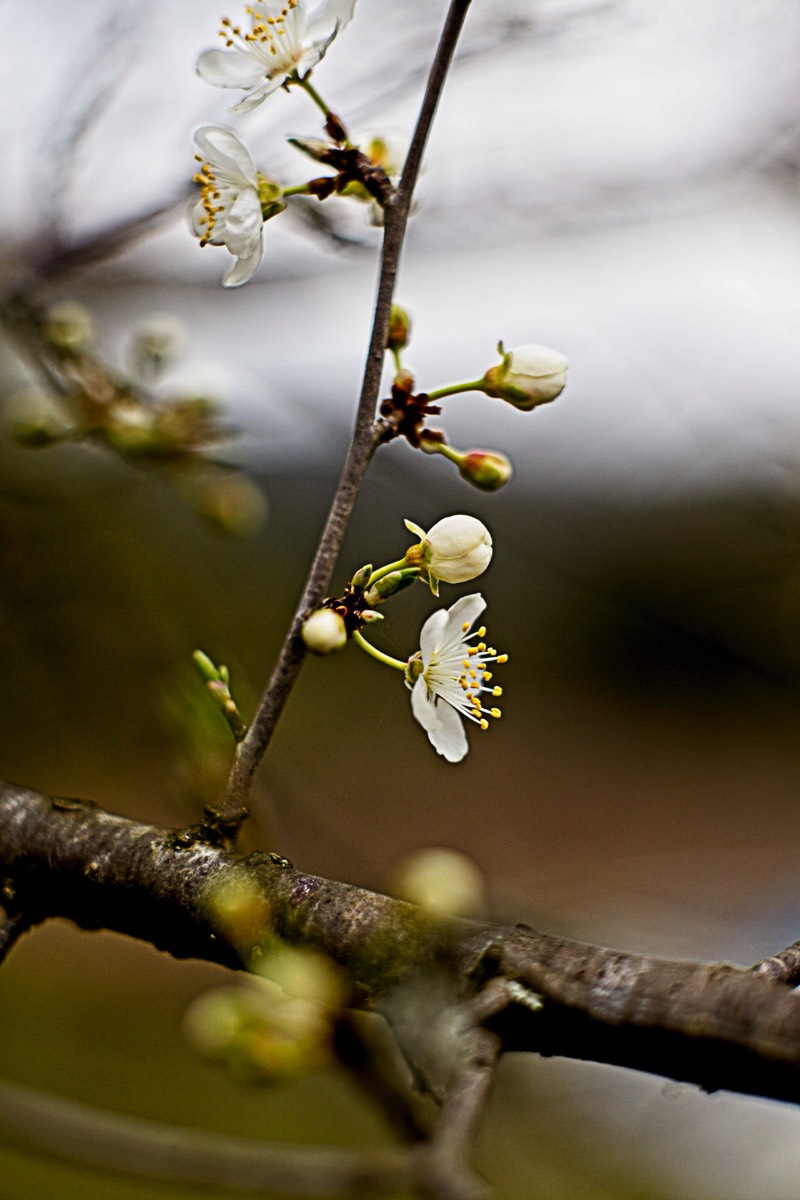 Series of images taken by Steve Cushing on Carl Zeiss Jena Biotar 75 mm f1.5 and mirrorless camera using old lens and homemade adapter. 