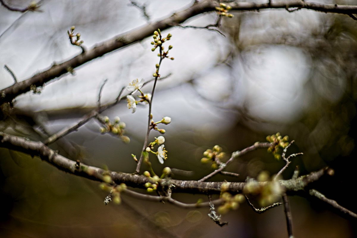 Series of images taken by Steve Cushing on Carl Zeiss Jena Biotar 75 mm f1.5 and mirrorless camera using old lens and homemade adapter. 