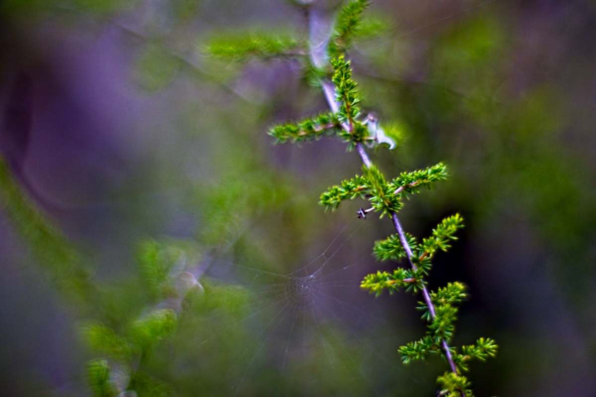 Series of images taken by Steve Cushing on Carl Zeiss Jena Biotar 75 mm f1.5 and mirrorless camera using old lens and homemade adapter. 
