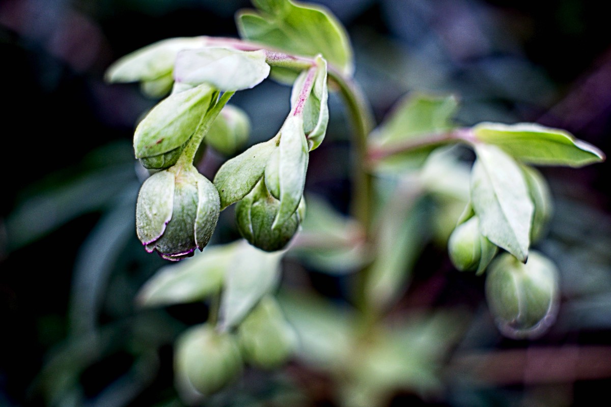 Series of images taken by Steve Cushing on Carl Zeiss Jena Biotar 75 mm f1.5 and mirrorless camera using old lens and homemade adapter. 