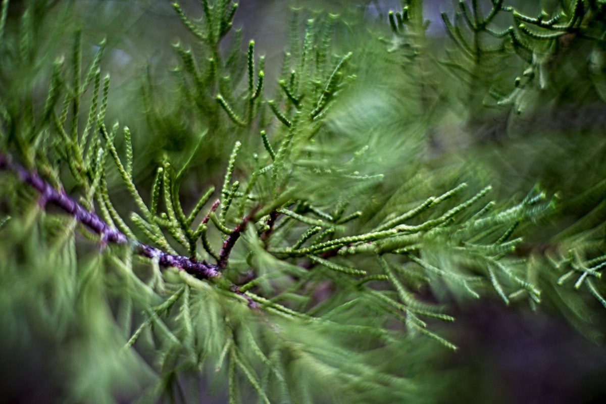 Series of images taken by Steve Cushing on Carl Zeiss Jena Biotar 75 mm f1.5 and mirrorless camera using old lens and homemade adapter. 