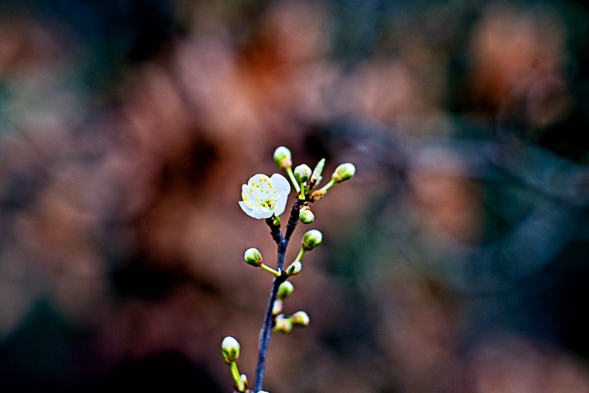 Series of images taken by Steve Cushing on Carl Zeiss Jena Biotar 75 mm f1.5 and mirrorless camera using old lens and homemade adapter. 