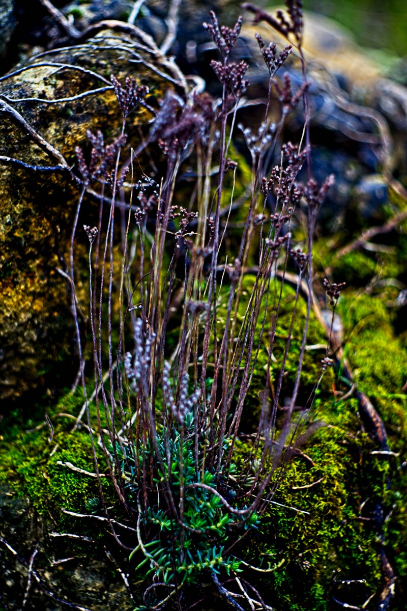 Series of images taken by Steve Cushing on Carl Zeiss Jena Biotar 75 mm f1.5 and mirrorless camera using old lens and homemade adapter. 