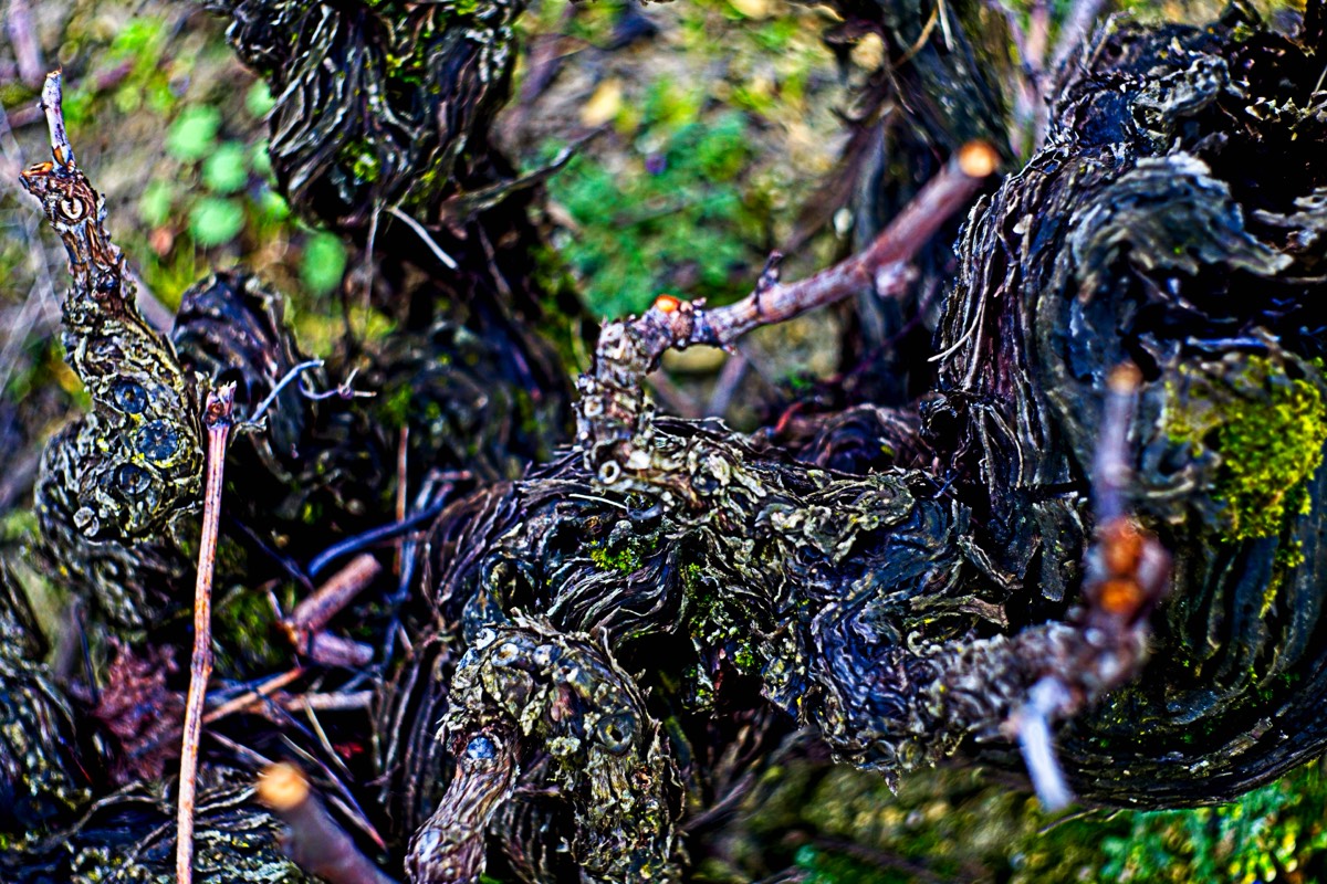 Series of images taken by Steve Cushing on Carl Zeiss Jena Biotar 75 mm f1.5 and mirrorless camera using old lens and homemade adapter. 