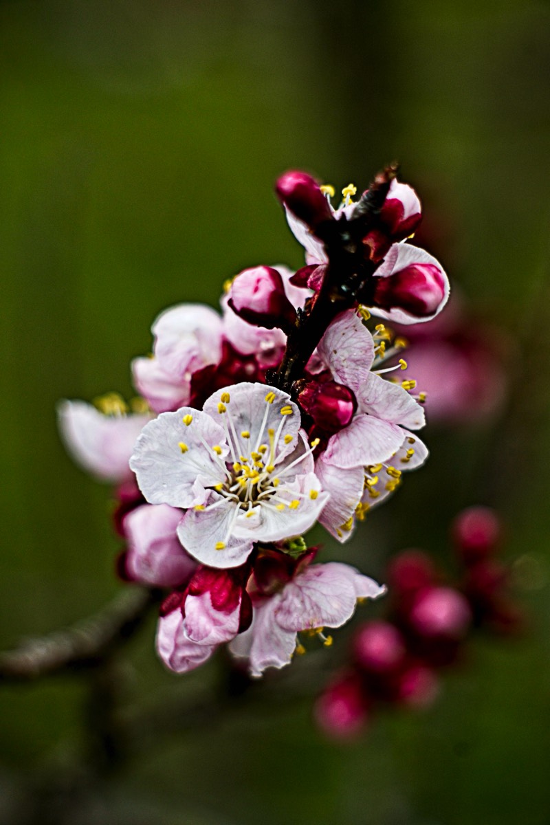 Series of images taken by Steve Cushing on Carl Zeiss Jena Biotar 75 mm f1.5 and mirrorless camera using old lens and homemade adapter. 