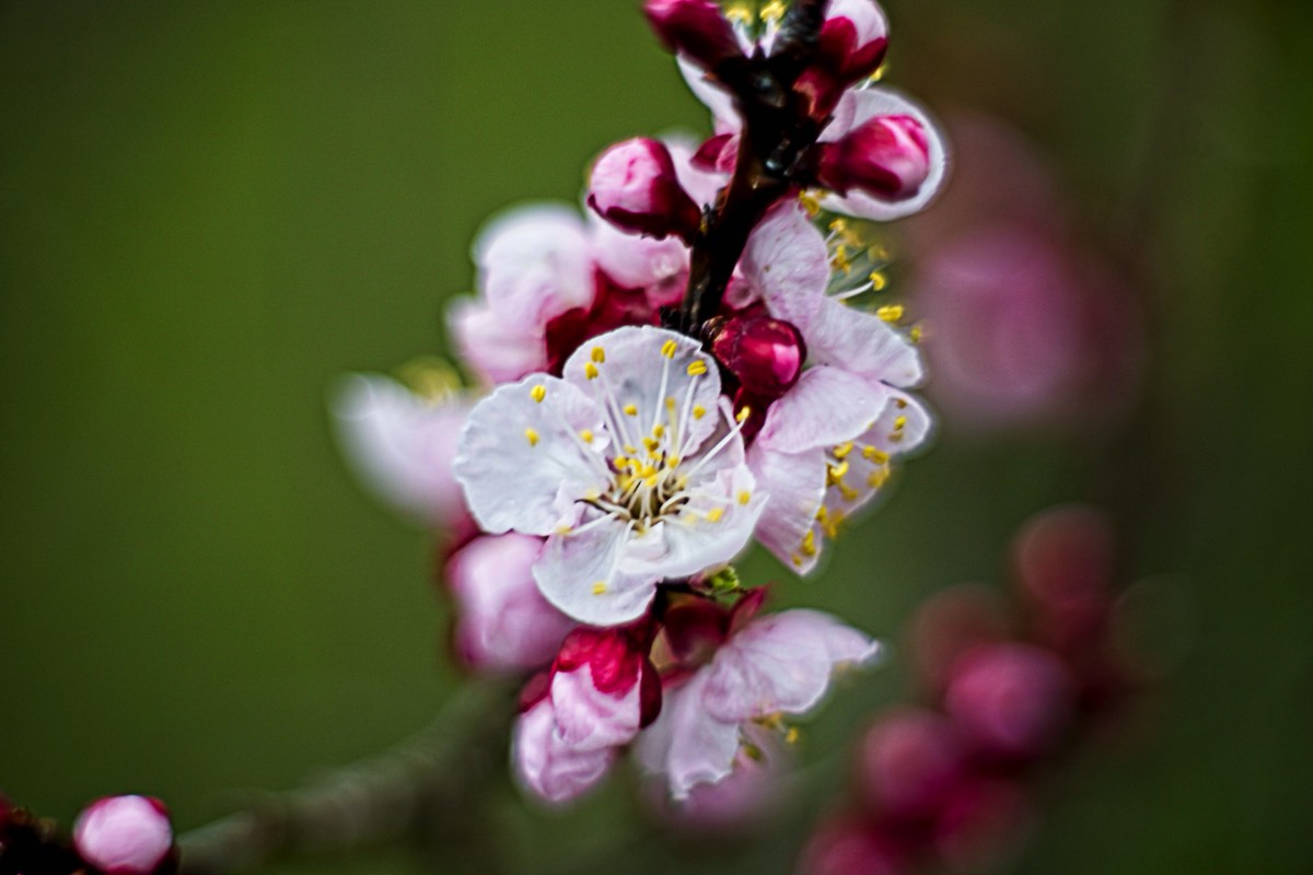 Series of images taken by Steve Cushing on Carl Zeiss Jena Biotar 75 mm f1.5 and mirrorless camera using old lens and homemade adapter. 
