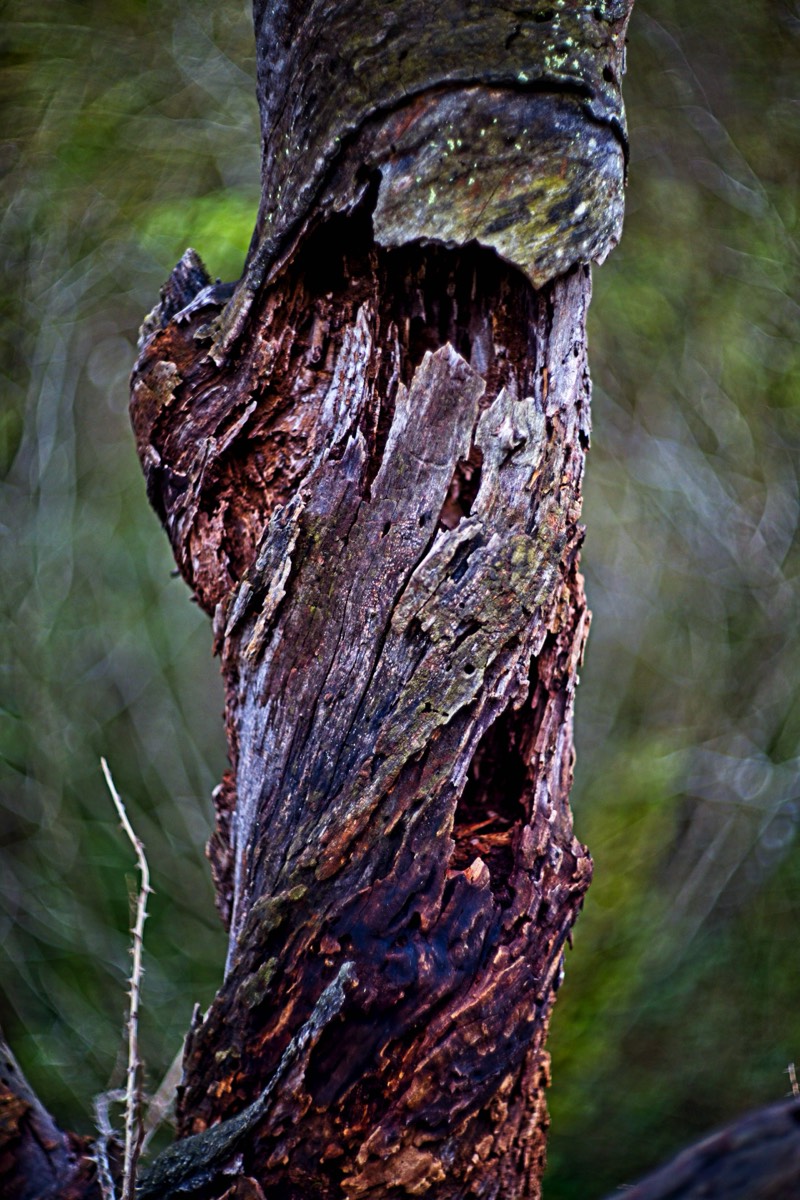 Series of images taken by Steve Cushing on Carl Zeiss Jena Biotar 75 mm f1.5 and mirrorless camera using old lens and homemade adapter. 