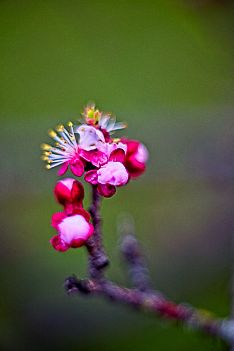 Series of images taken by Steve Cushing on Carl Zeiss Jena Biotar 75 mm f1.5 and mirrorless camera using old lens and homemade adapter. 