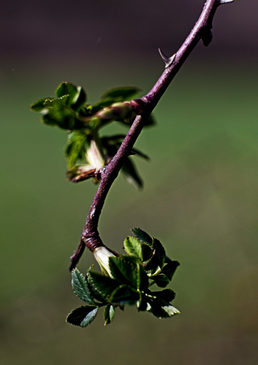 Series of images taken by Steve Cushing on Carl Zeiss Jena Biotar 75 mm f1.5 and mirrorless camera using old lens and homemade adapter. 