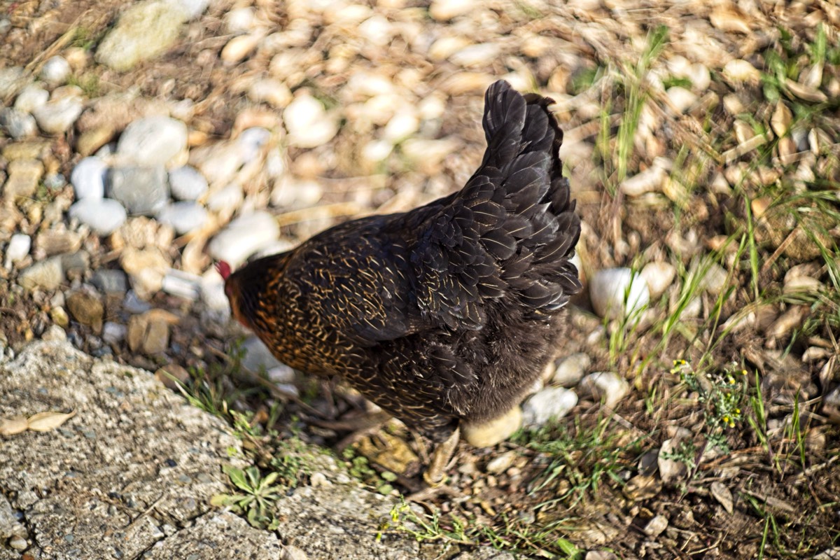 Series of images taken by Steve Cushing on Carl Zeiss Jena Biotar 75 mm f1.5 and mirrorless camera using old lens and homemade adapter. 