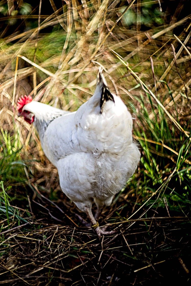 Series of images taken by Steve Cushing on Carl Zeiss Jena Biotar 75 mm f1.5 and mirrorless camera using old lens and homemade adapter. 