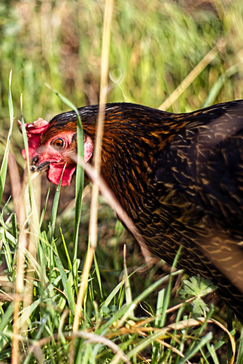Series of images taken by Steve Cushing on Carl Zeiss Jena Biotar 75 mm f1.5 and mirrorless camera using old lens and homemade adapter. 