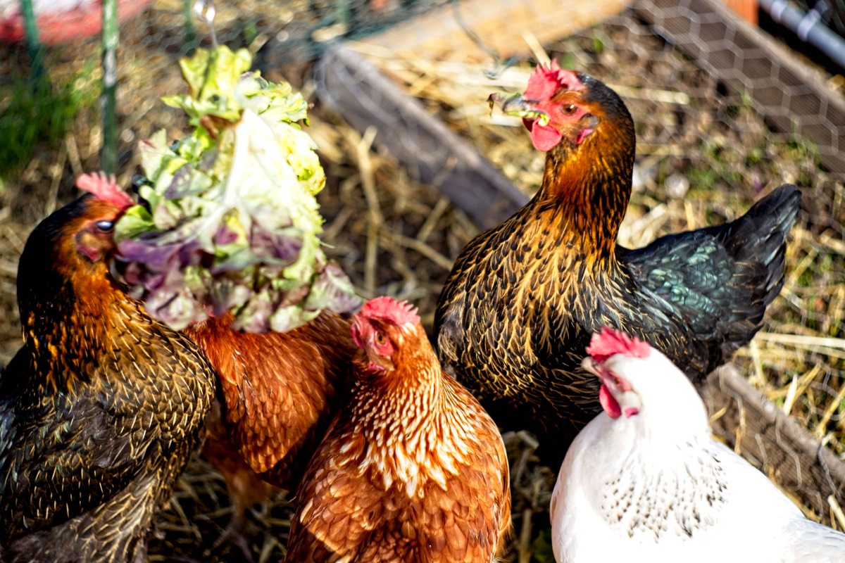 Series of images taken by Steve Cushing on Carl Zeiss Jena Biotar 75 mm f1.5 and mirrorless camera using old lens and homemade adapter. 