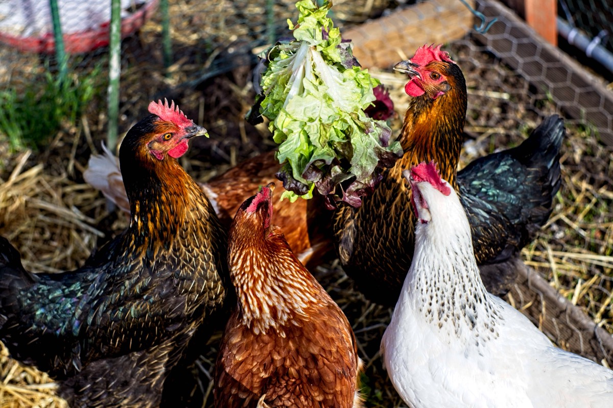 Series of images taken by Steve Cushing on Carl Zeiss Jena Biotar 75 mm f1.5 and mirrorless camera using old lens and homemade adapter. 