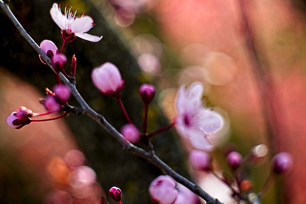 Series of images taken by Steve Cushing on Carl Zeiss Jena Biotar 75 mm f1.5 and mirrorless camera using old lens and homemade adapter. 
