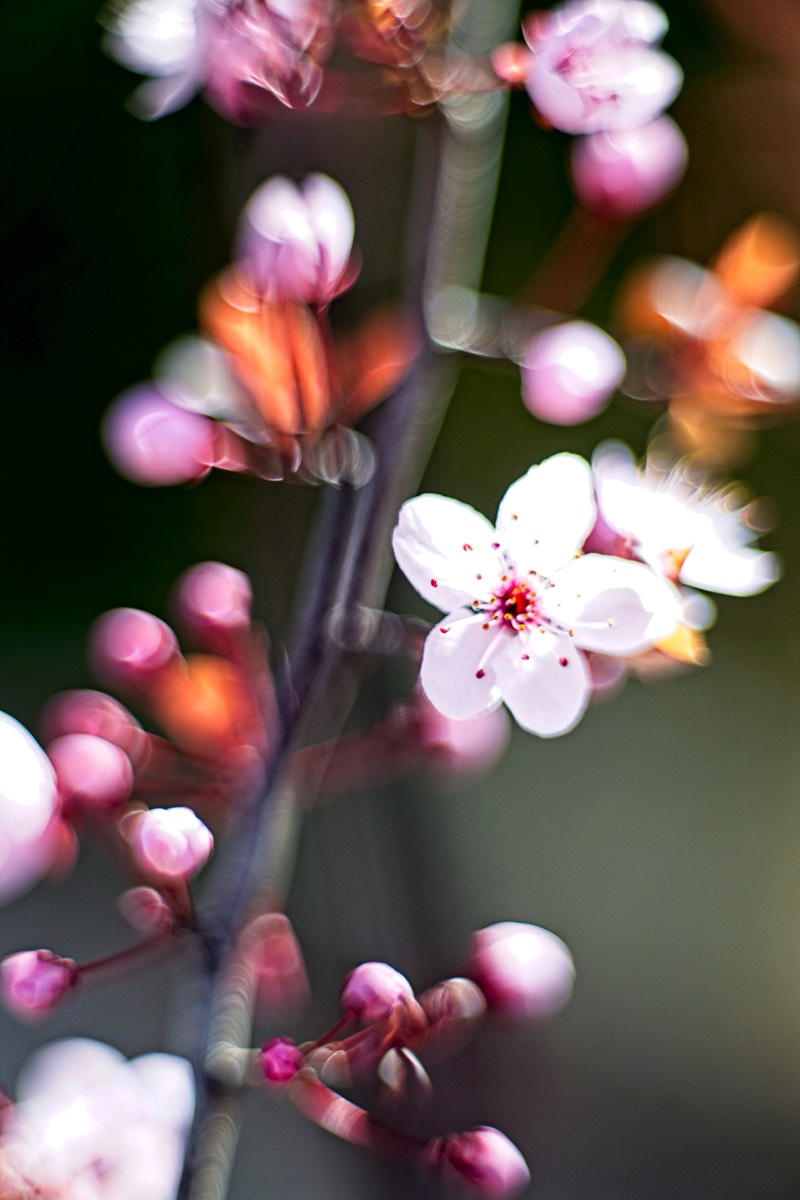 Series of images taken by Steve Cushing on Carl Zeiss Jena Biotar 75 mm f1.5 and mirrorless camera using old lens and homemade adapter. 