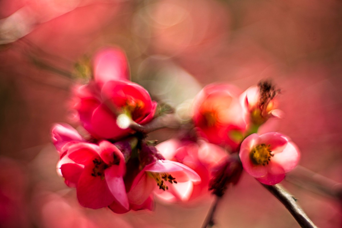 Series of images taken by Steve Cushing on Carl Zeiss Jena Biotar 75 mm f1.5 and mirrorless camera using old lens and homemade adapter. 