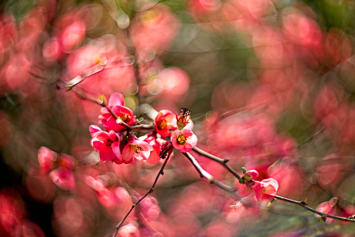 Series of images taken by Steve Cushing on Carl Zeiss Jena Biotar 75 mm f1.5 and mirrorless camera using old lens and homemade adapter. 