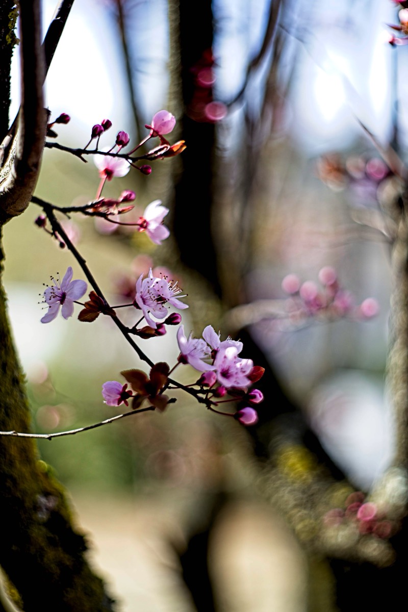 Series of images taken by Steve Cushing on Carl Zeiss Jena Biotar 75 mm f1.5 and mirrorless camera using old lens and homemade adapter. 