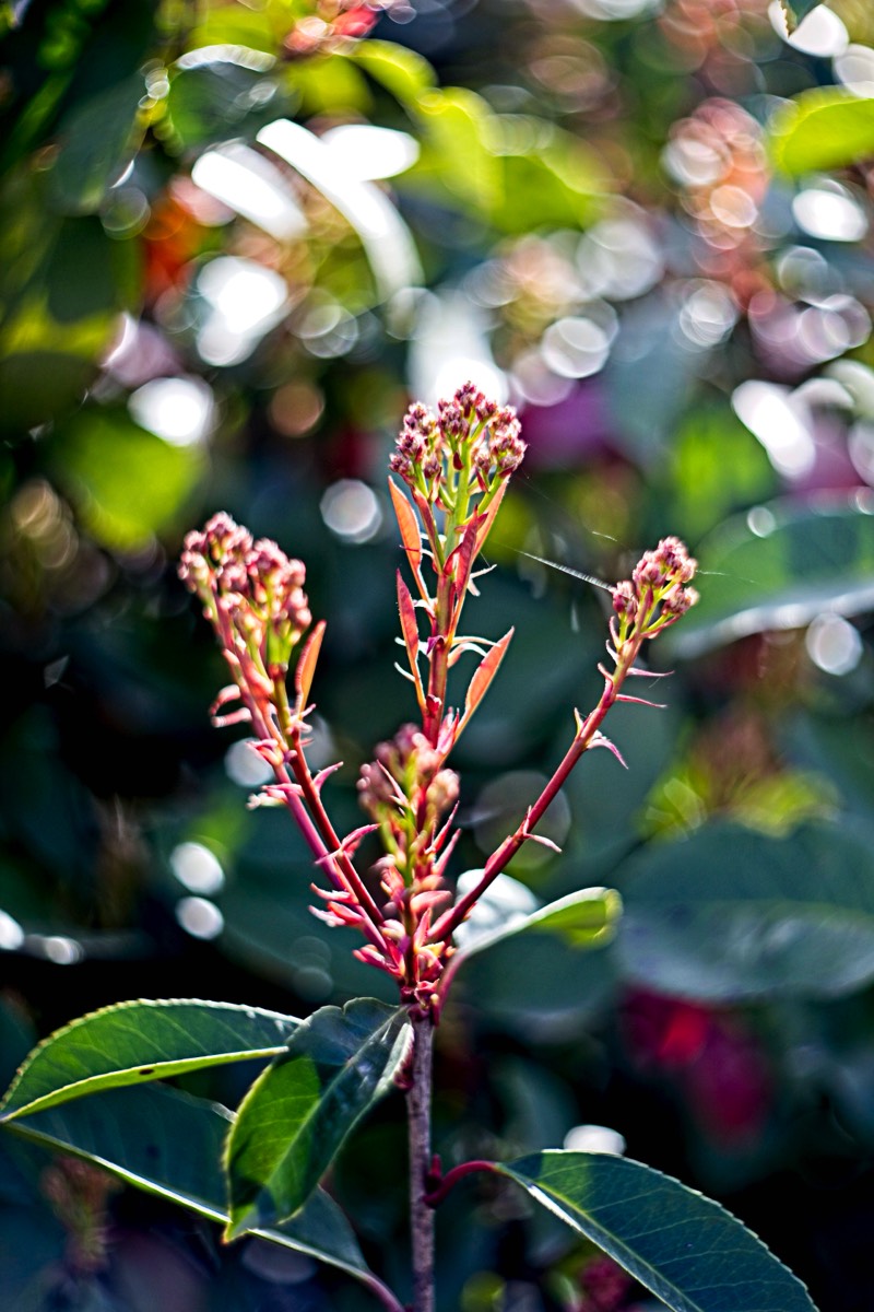 Series of images taken by Steve Cushing on Carl Zeiss Jena Biotar 75 mm f1.5 and mirrorless camera using old lens and homemade adapter. 