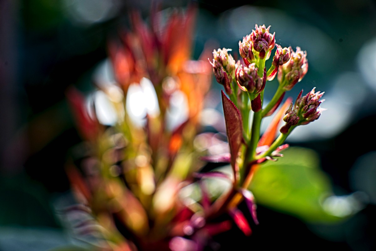 Series of images taken by Steve Cushing on Carl Zeiss Jena Biotar 75 mm f1.5 and mirrorless camera using old lens and homemade adapter. 